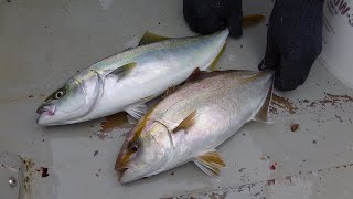 釣った魚の船上で処理方法　ワラサ編　　天祐丸