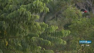 Website helps Hawaii residents find the best tree to plant