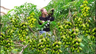 Harvesting Ambarella - Make Soaked Toad Go to the market sell - RoSe Daily Life