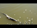 carp in benbow pond fiskar í tjörninni tjarnarlíf vatnalíf fiskar