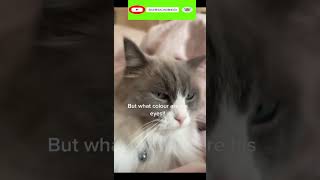 Funny cat | cute cats and dogs reaction animals doing funny things #funnycats #shorts #cats #338