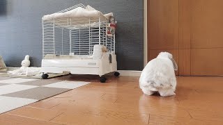 扉が開くのをひたすら待っているうさぎがかわいすぎました(ホーランドロップ)