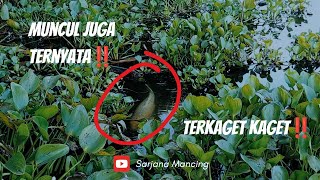 IKAN KERAMAT PENJAGA DANAU SAGULING ‼️JANGAN DITANGKAP ‼️