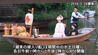 水郷潮来あやめ園の「あやめまつり」をPR【いばキラニュース】H30.5.23