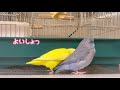 マメルリハ インコ 放鳥時の様子*°♡ vlog 8 毛づくろい おしゃべり 【ベタ慣れ】parakeet talking マメルリハ インコ