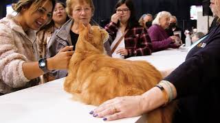 CFA International Cat Show and Expo - Bridge the Gap Between Rescues and Pedigree Cats