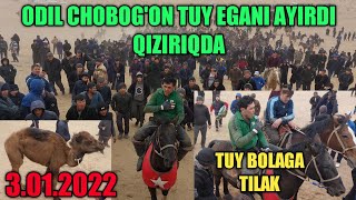 TUY EGANI SHURCHIDAN ODIL CHOBOG'ON AYIRDI 3.01.2022 QIZIRIQDA KATTA KUPKARI BULDI