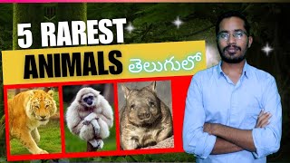 ప్రపంచంలో 5 అరుదైన జంతువులు | Top 5 Rarest Animals in the World in Telugu #rarestanimals #telugu