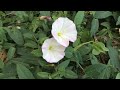 pink morning glory ipomoea flowers in garden ipomoea gardening worldgardeners