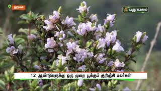 நீலக்கம்பளம் போர்த்திய நீலக்குறிஞ்சி பூக்கள் | கேரளா | செய்தித் துளிகள் | PuthuyugamTV