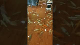 Fish on the floor of the restaurant 🐠😍|#_shorts