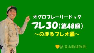 【東山動植物園公式】プレ３０（第48回）～のぼるプレオ編～ 《 オグロプレーリードッグ　プレーリードッグ 》