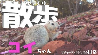 焼イモの様なリス【リチャードソンジリス】#65