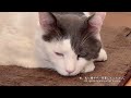 日曜ねこ劇場 sunday cat theatre1 5