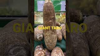 GIANT TARO #Shorts