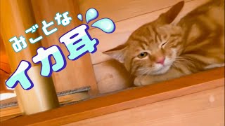 ノラ猫ねぇね　にゃーちゃん　姉弟そろってパパを見る目が冷たい😱