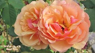 鮮やかな北米のバラ  バラ図鑑　Bright north american roses