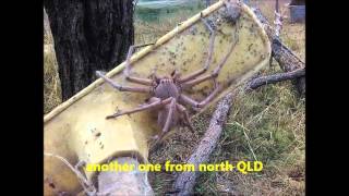 WTF! GIANT SPIDERS IN AUSTRALIA