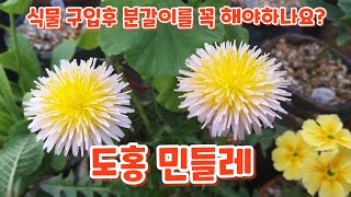 #식물 구입후 #분갈이를 꼭 #흙을 털고 해야되나요