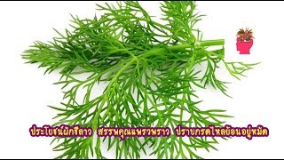 ประโยชน์ผักชีลาว สรรพคุณแพรวพราว ปราบกรดไหลย้อนอยู่หมัด