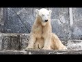 復帰したバリーバ（しろくまピースの母）とべ動物園にて