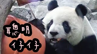 圓仔姐姐很聰明，點心不管在哪裡都找得到|熊貓貓熊The Giant Panda Yuan Yuan and Yuan Bao|台北市立動物園