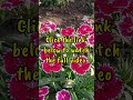 best long lasting winter flowering plants winter season flowers short wintergarden flowers