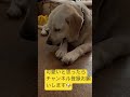 【愛犬】世界で1番可愛いワンちゃん😍😍😍 shorts short 犬