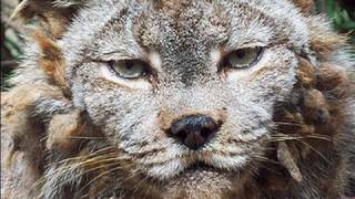 CANADIAN LYNX gets a haircut!