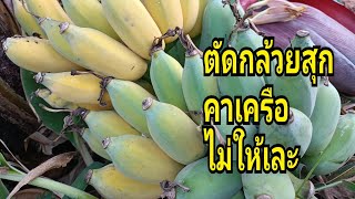 # วิธีตัดสุกคาเครือไม่ให้หักเละ# ตัดกล้วยสุกฝากพี่น้อง มาเอาเด้อจ้า