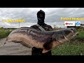 TOMAN Fishing Philippines, Giant Snakehead Fishing