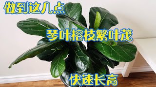 想让琴叶榕快速长高？这些细节很重要。【莎拉养花】