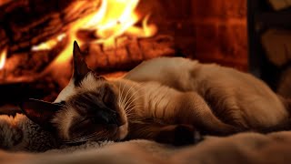 The purring of a Siamese cat will remove negative, healing with the fireplace sound