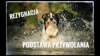 Przywołanie psa. Rezygnacja. Trener opowiada. #2