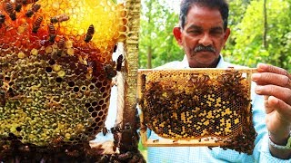 ഇദ്ദേഹത്തിന് തേൻ കൃഷിയിലൂടെ വരുമാനം സീസണിൽ ഒന്നര ലക്ഷം വരെ   honey bee farming in kerala