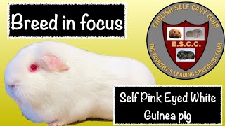 Cavy Breed in Focus - The Self Pink Eyed White Guinea Pig