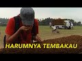 Proses Panjang Pengolahan Tembakau Berkualitas | JELAJAH