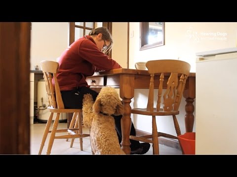 How does a hearing dog alert a deaf person to the doorbell? How does a hearing dog alert a deaf person to the doorbell?