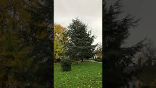 Blue Atlas cedar - tree - November 2020