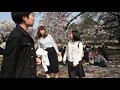 東京お花見散歩　満開　新宿御苑の桜　2018.3.29 sakura