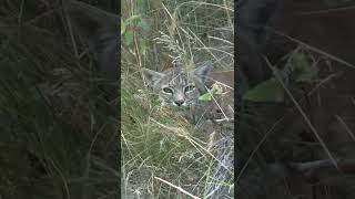 Bobcat at 10 Yards 😱🤯 #shorts #wildlife