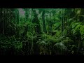 nature sounds forest rain sounds relaxing nature sounds 100% nature music relax and concentrate