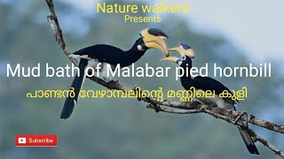 Mud bath of malabar pied hornbill | പാണ്ടൻ വേഴാമ്പലിന്റെ മണ്ണിലെ കുളി | മനോഹര കാഴ്ചകൾ തീരുന്നില്ല...