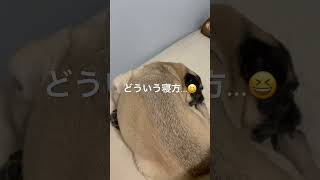 今宵も寝方のクセが強い#保護犬 #パグ太郎 #パグ #犬のいる暮らし #日常 #寝相 #おもしろい #shorts