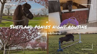 SHETLAND PONY SPRING NIGHT ROUTINE!!