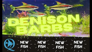 Denison Barb, Roseline Sharks or the scientific name Puntius denisonii, these are beautiful fish!