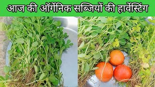 ऑर्गेनिक सब्जियों की हार्वेस्टिंग||How to grow organic vegetables in pot||