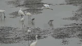 青足鷸Common Greenshank(Tringa nebularia)覓食