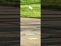 seagull stamping feet why stamping uk seagulls