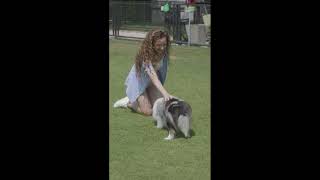 #shorts dog training || dog behavior